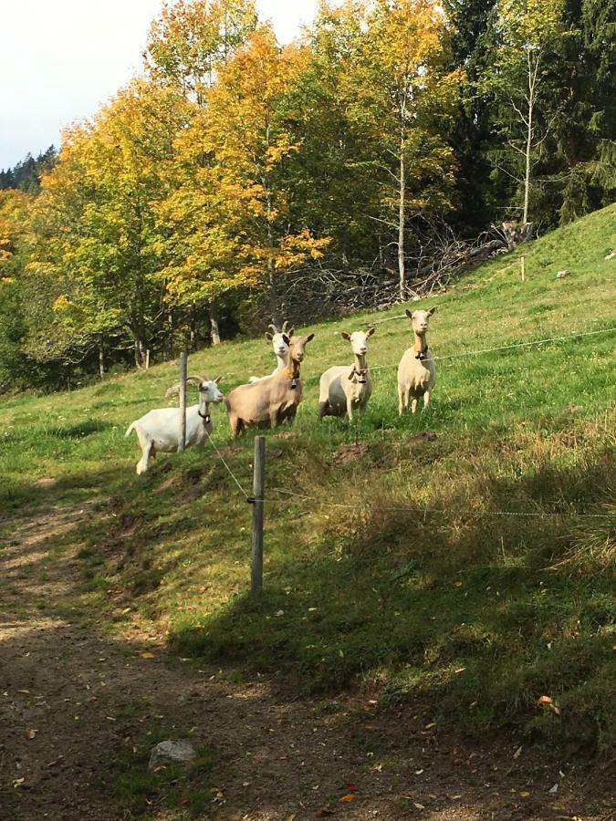 Romantisches Schwarzwaldhaus Aule Bagian luar foto